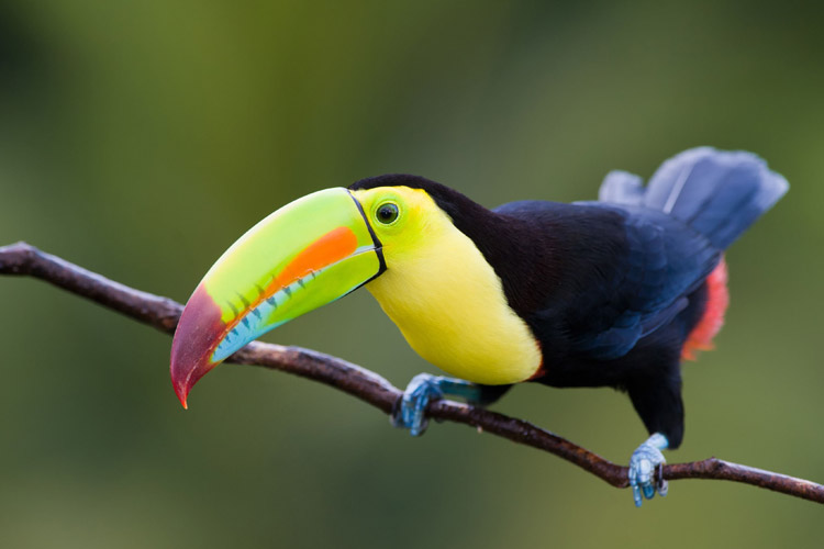 Nicaragua wildlife tour image showing a toucan