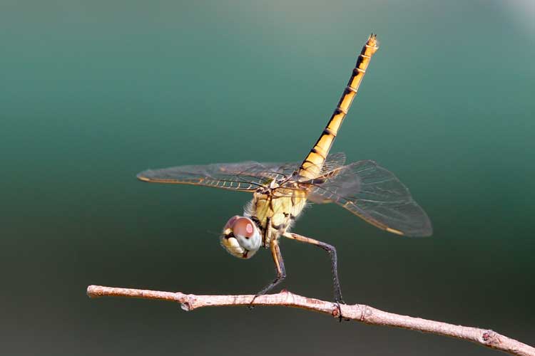 Botswana Safari expedition photo of Dragonfly about to take flight