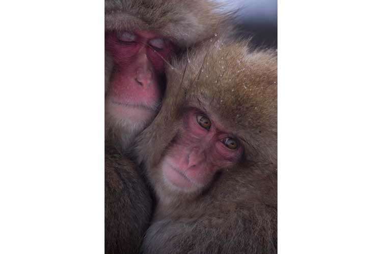 Japan wildlife tour image of two Japanese Macaques huddled together