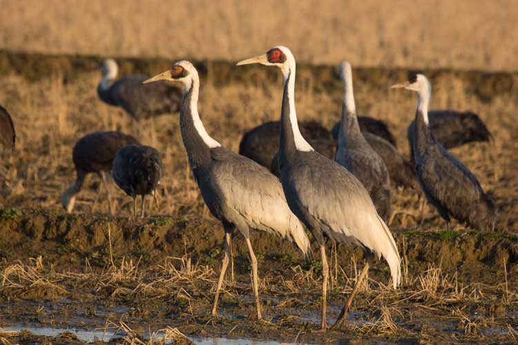 Japan wildlife tour photo of Hooded Cranes in Arasaki