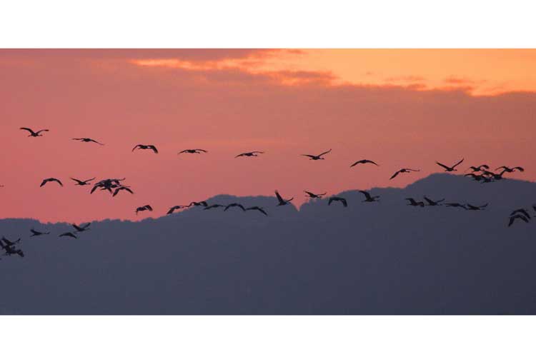 Japan wildlife tours photo of Hooded Cranes flying at sunset