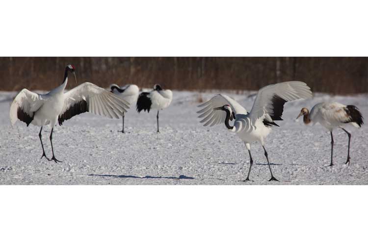 Japan wildlife tours image of Red-crowned Cranes in courtship ritual