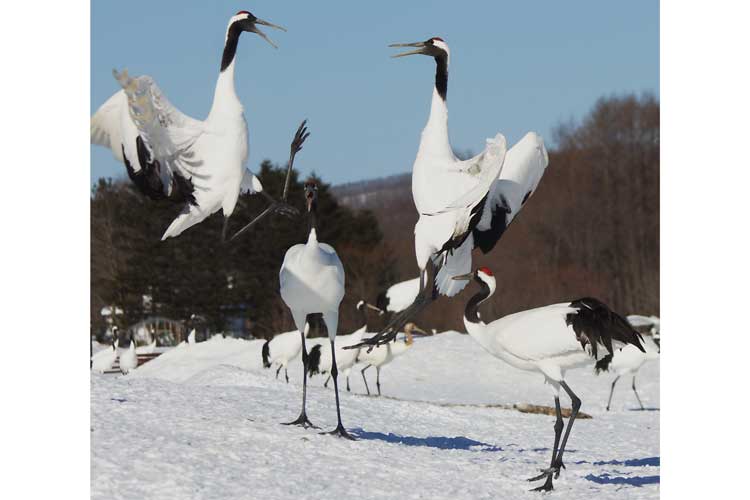 Japan winter wildlife tour image of Red-crowned Cranes in a courtship dance
