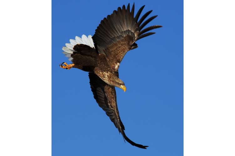 Japan birding tours image of a White-tailed Eagle swooping through the air