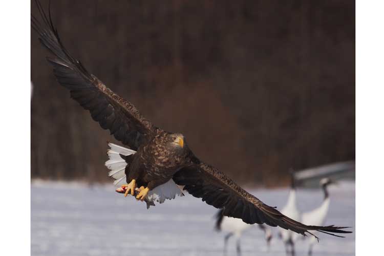 Japan birdwatching photo of White-tailed Eagle in flight with fish