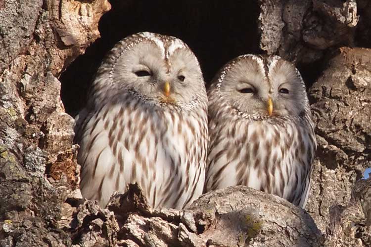 Japan wildlife tours photo of two Ural Owls in a tree