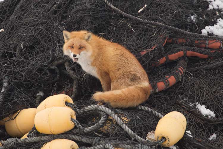 Japan tours image of a Red Fox sitting on a fishing net