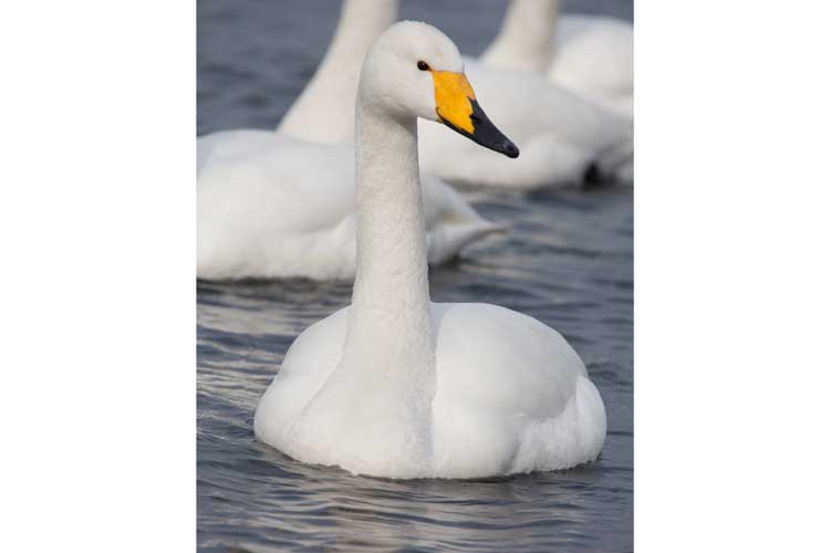 Japan birding tour photo of Whooper Swan