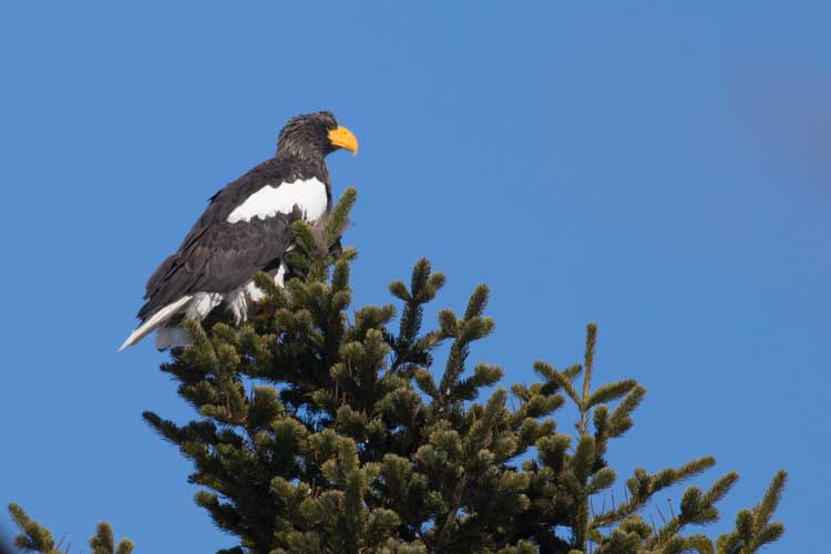 Japan expedition image of a Steller's Sea Eagle in a treetop