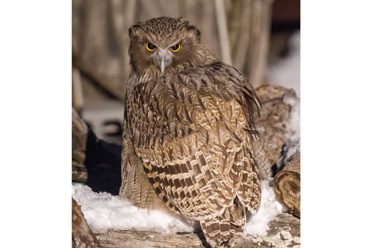 Japan wildlife tour photo of Blakiston's Fish Owl