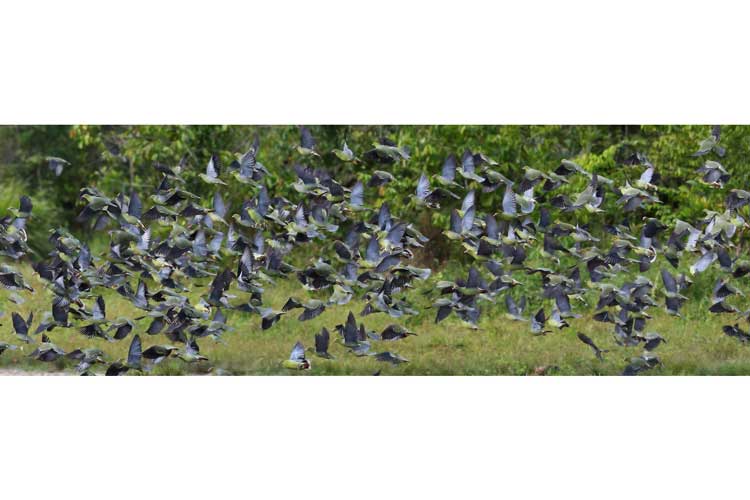 Congo expedition image of African Green Pigeon flock