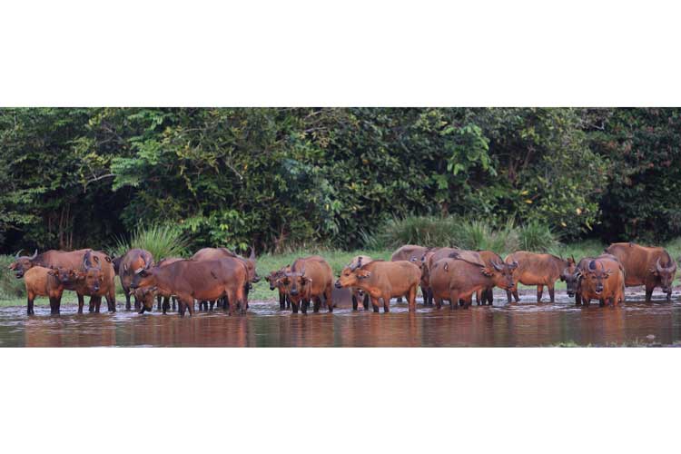 Congo expedition photo showing a herd of Forest Buffalo
