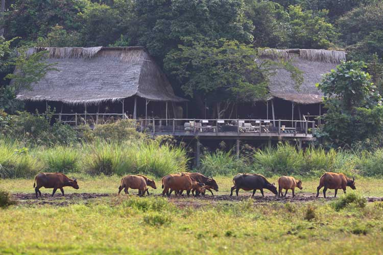 Congo gorilla safaris photo of a Forest Buffalo herd at Lango bai