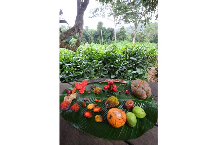 Congo gorilla safari image showing various forest fruits