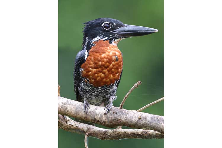 Congo gorilla safaris photo showing a Giant Kingfisher on a tree branch