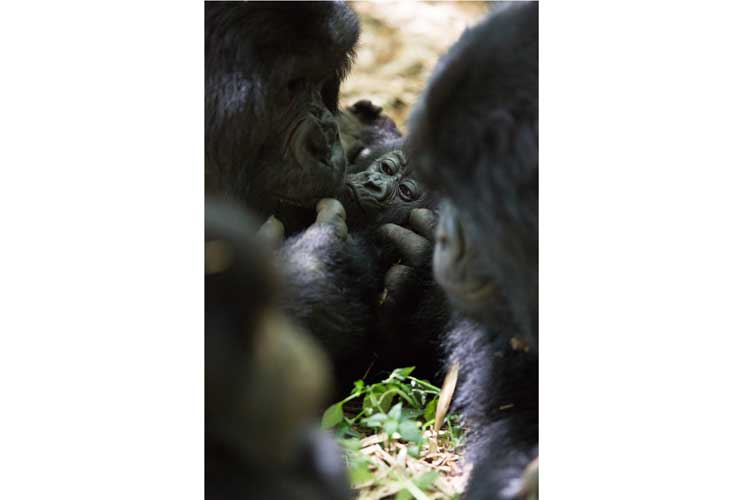 Rwanda gorilla safari photo of Mountain Gorillas