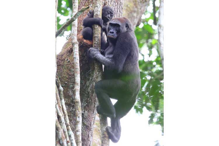 Gorilla safaris image of female Western Lowland Gorilla and baby in the Congo