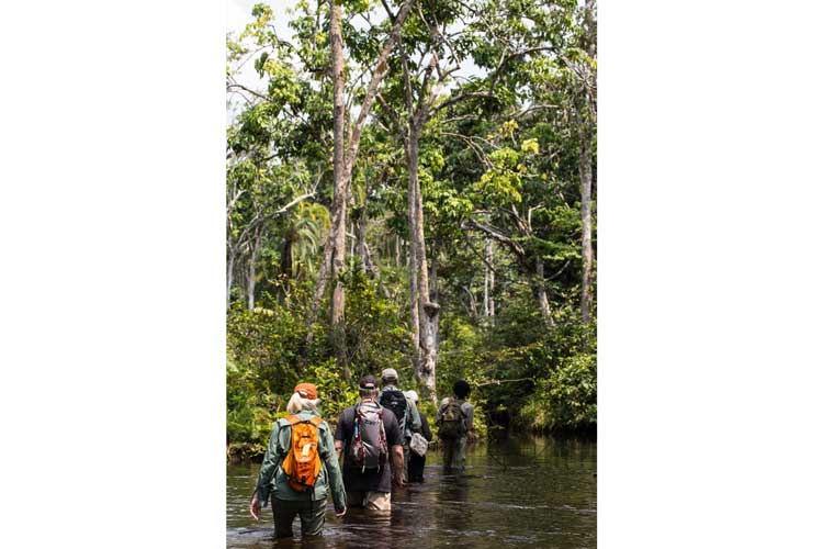 Congo safaris image of group walking through the swamp near Lango Camp