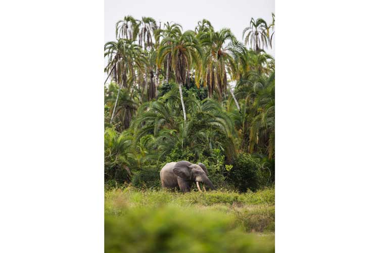 Congo gorilla safari image of a Forest Elephant near Lango