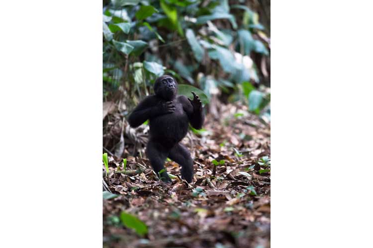 Congo safari image of a Western Lowland Gorilla in the Congo
