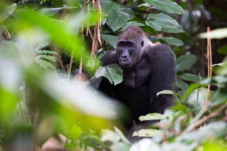 Congo expedition image showing a male Western Lowland Gorilla in the forest in Congo