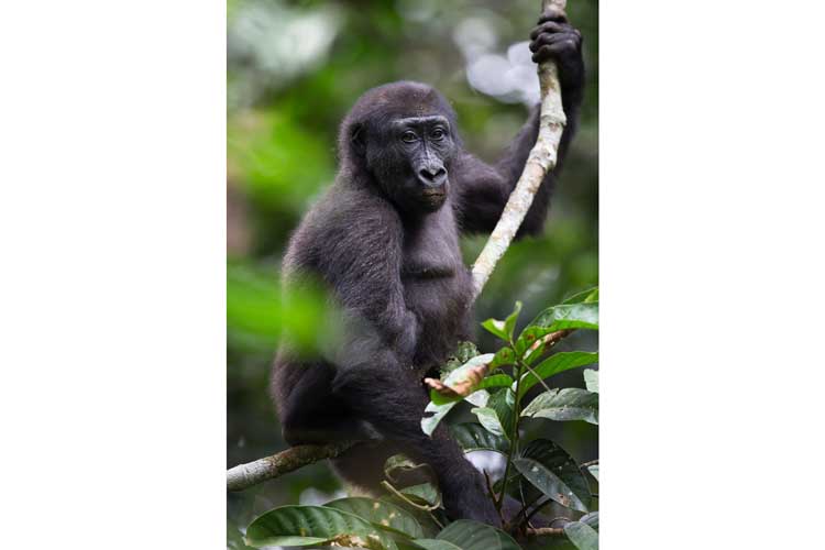 Congo safaris image of a Western Lowland Gorilla on a tree branch in the Congo