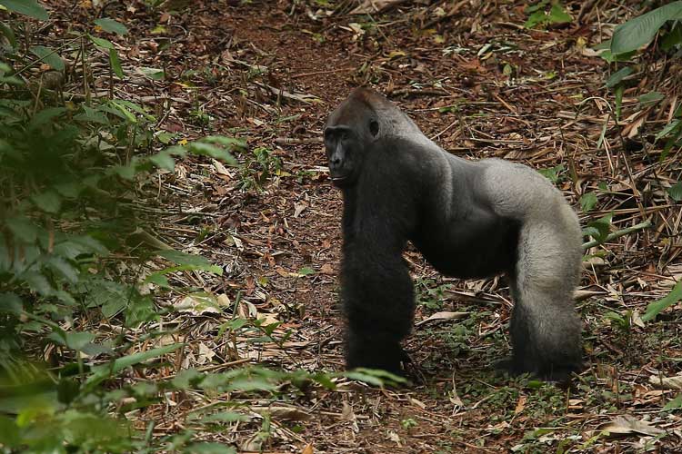 Congo gorilla safari image of Western Lowland Gorilla Silverback