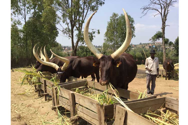 Rwanda safaris photo of royal cows at Kings Palace Museum