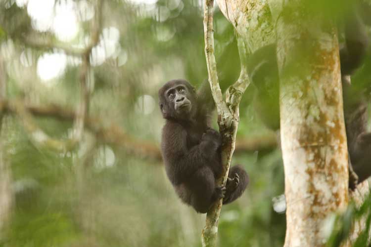 Congo expedition image of a young Western Lowland Gorilla