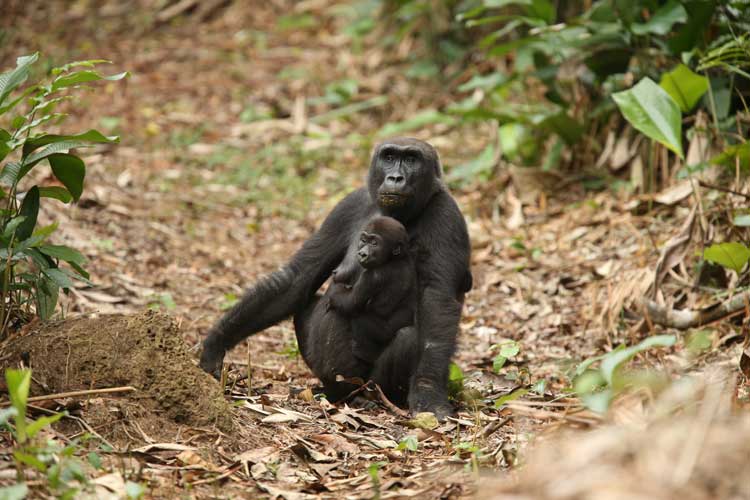 Congo safari photo of a mother and baby Western Lowland Gorilla