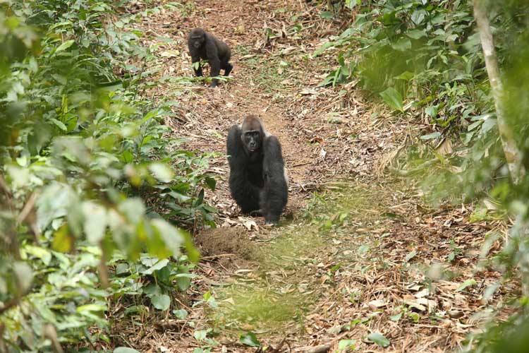 Congo gorilla safaris photos of Western Lowland Gorillas on forest path
