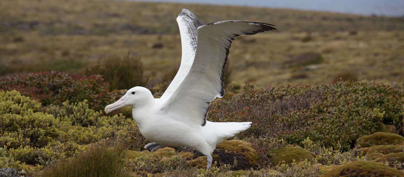 New Zealand Subantarctic Islands cruise image of Southern Royal Albatross