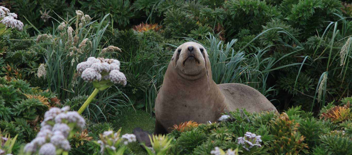 Subantarctic Islands tour image of a Hooker's Sea Lion