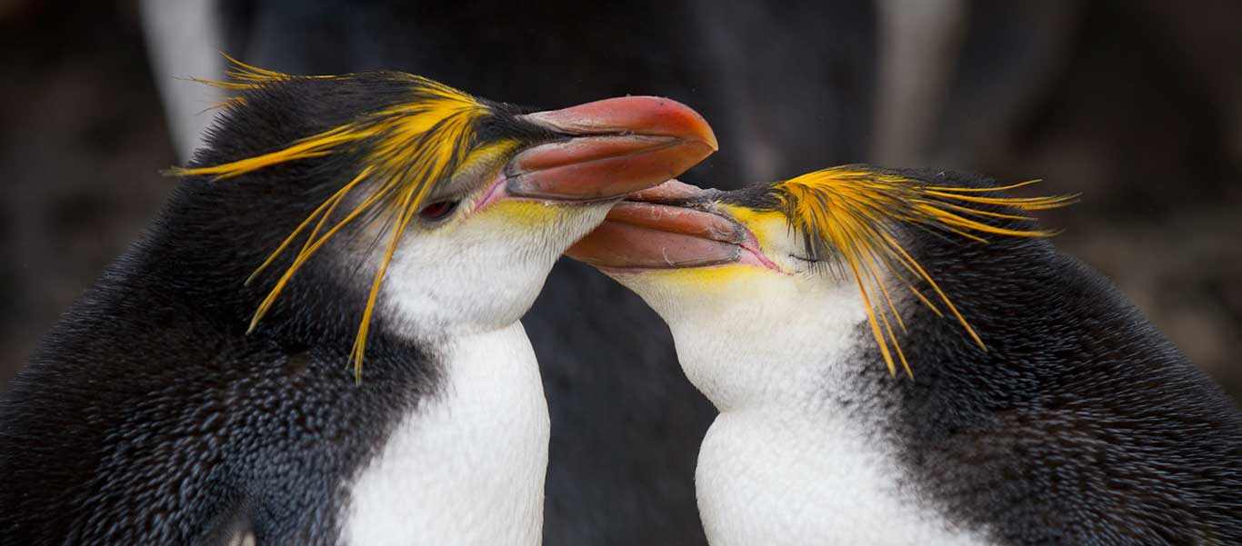Macquarie Island tours image showing two Royal Penguins