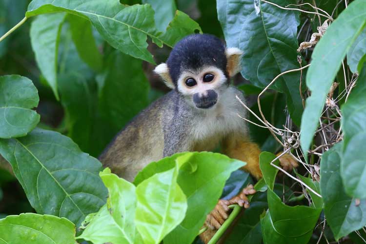 Brazil Wildlife Tour slife of Spider Monkey at Mamiraua