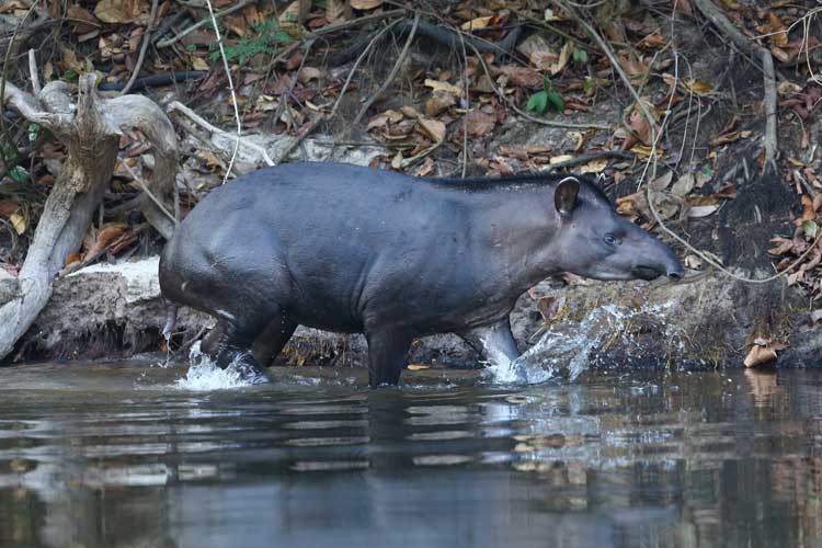 Brazil Tour Slide of Tapir