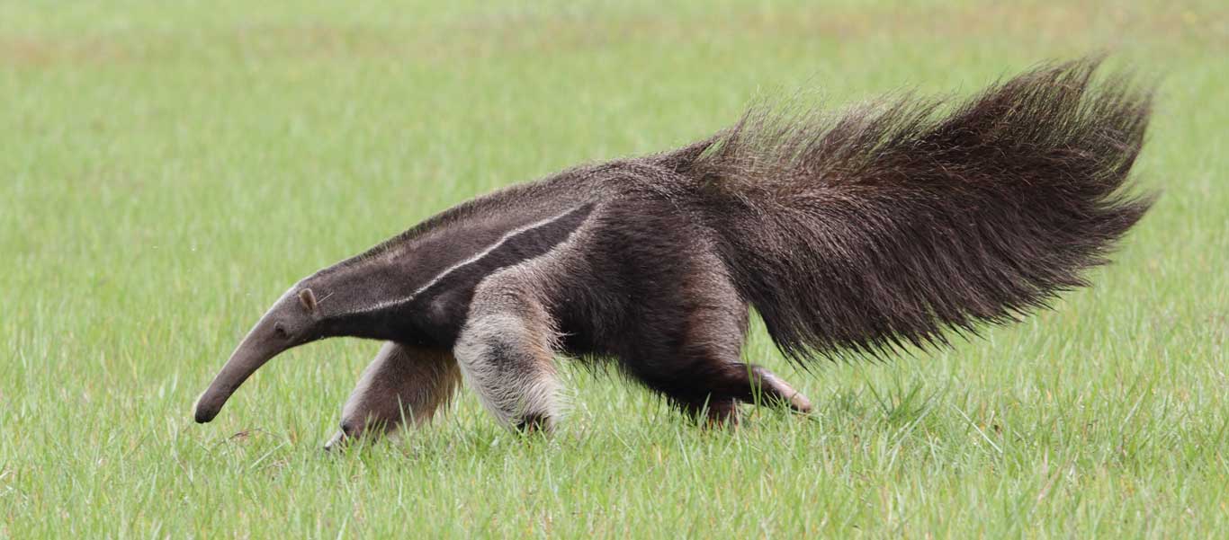 Brazil tours image of a Giant Anteater in the Pantanal