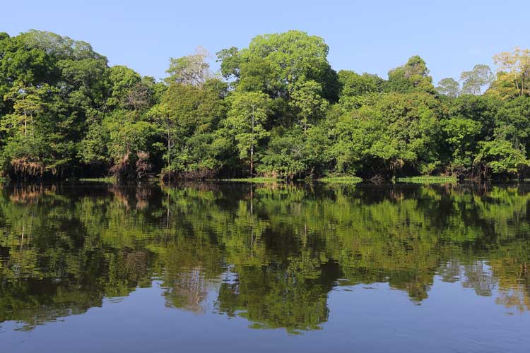 Brazil Wildlife Tour Reflection of trees in Mamiraua