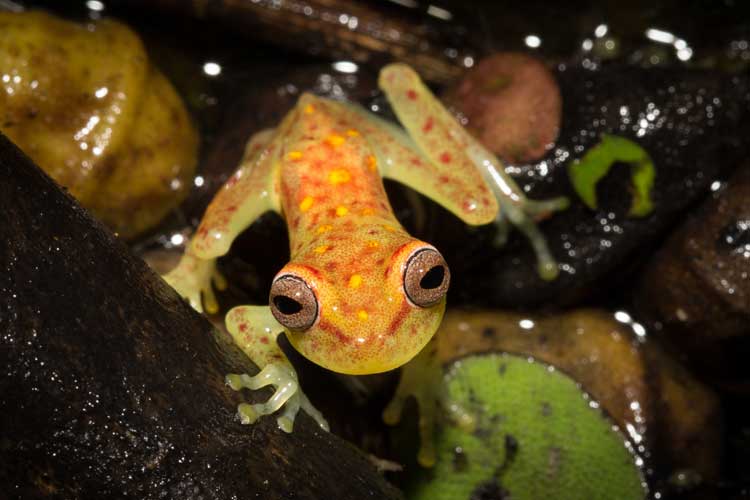 Brazil Tour Image of a frog