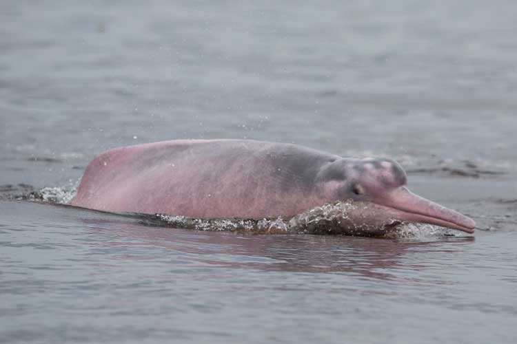 Brazil Tour image of Pink River Dolphin