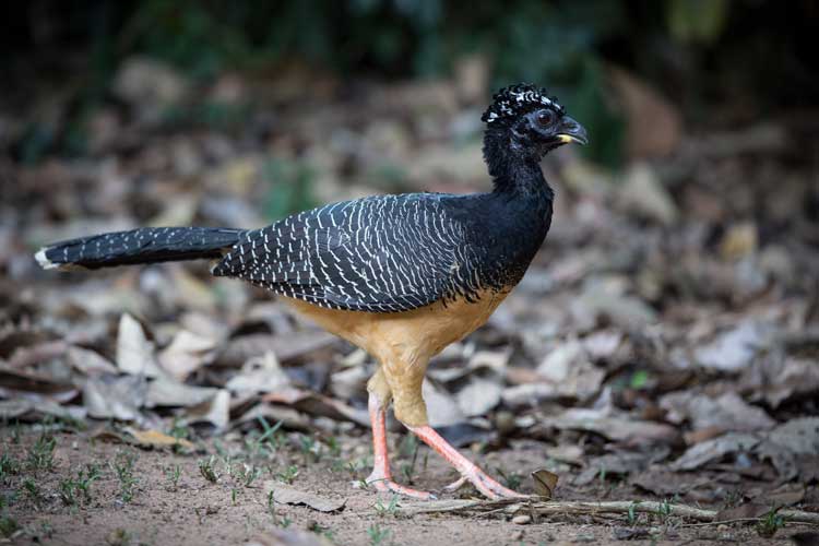 Brazil Tour Image of Female Bare faced Curassow