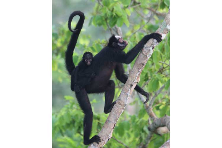 Brazil Tour photo of White whiskered Spider Monkey female with baby