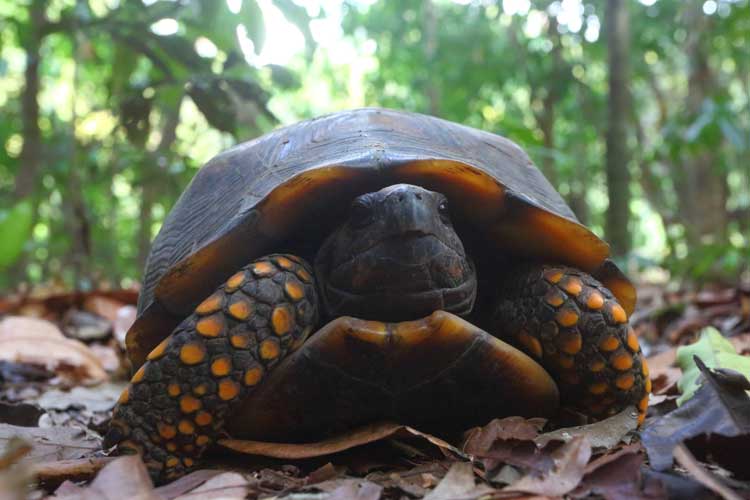 Brazil Tour image of Yellow footed Tortoise