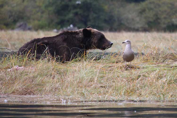 Canada spirit bear tours image of Grizzly Bear in Massey Channel