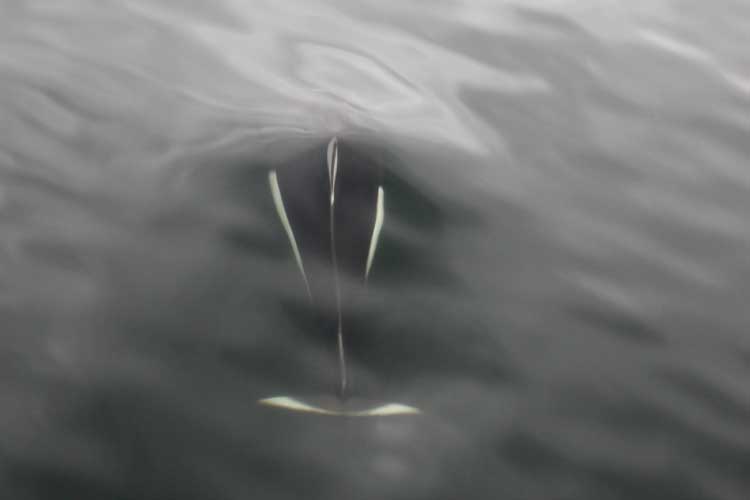 Canada Travel image of Dall’s porpoise in Whale Channel