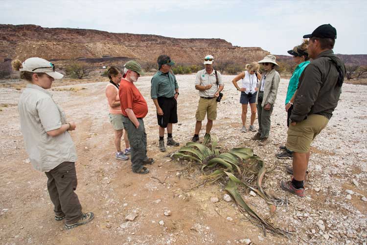 Namibia expedition image of Welwitschia plant and Apex Expeditions travelers