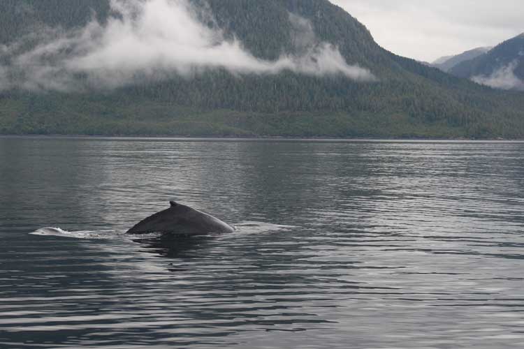 Canada travel image of humpback Whale dorsal fin