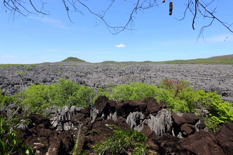 Madagascar expedition image of tsingy limestone forest