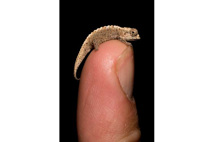 Madagascar tour image of brookesia chameleon size on finger