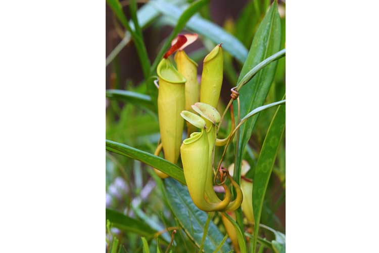 Madagascar expedition image of Nepenthes pitcher plant